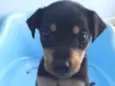 Cachorro raça Srd idade Abaixo de 2 meses nome Sasha