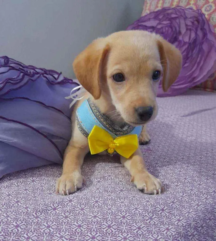 Cachorro raça Srd  idade Abaixo de 2 meses nome Nemo