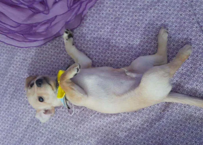 Cachorro raça Srd  idade Abaixo de 2 meses nome Nemo