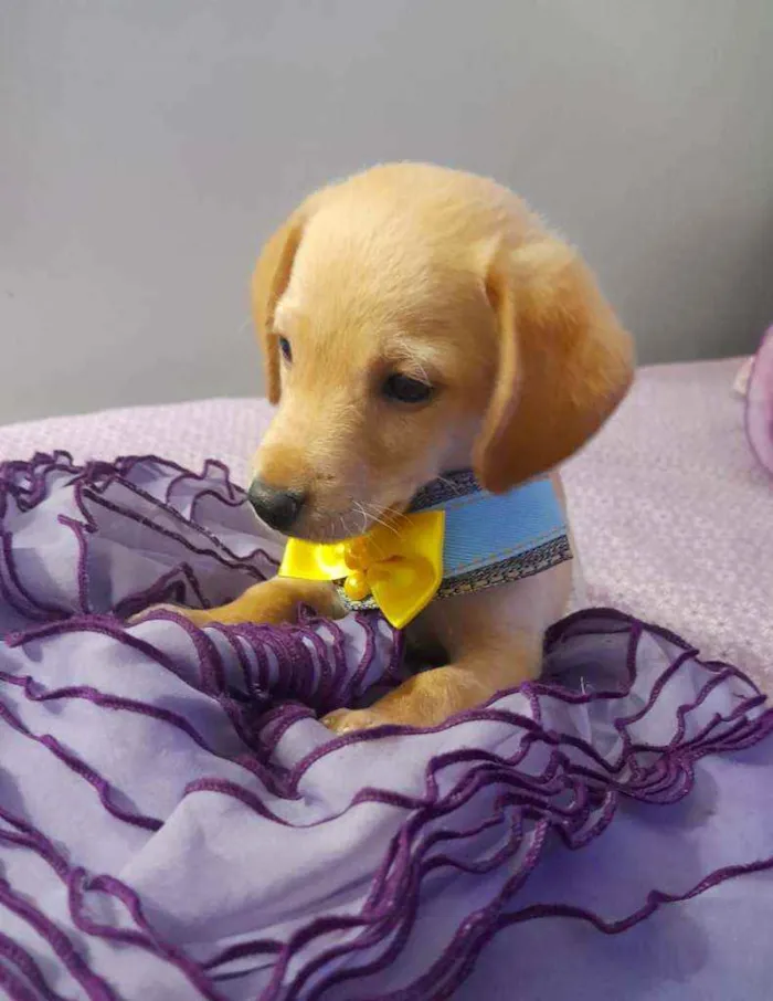 Cachorro raça Srd  idade Abaixo de 2 meses nome Nemo