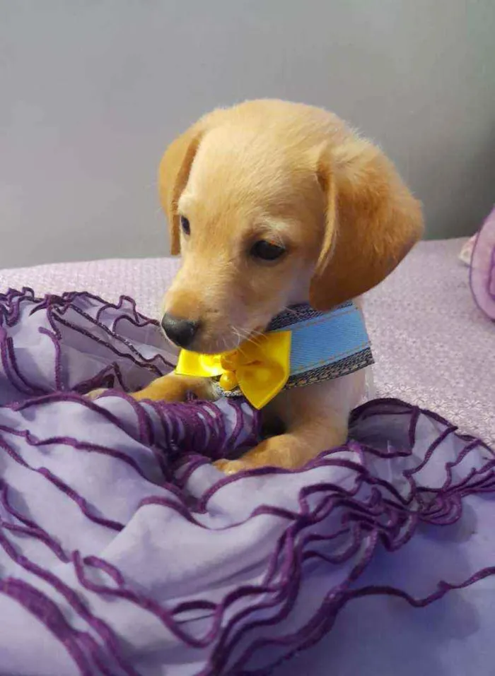 Cachorro raça Srd  idade Abaixo de 2 meses nome Nemo