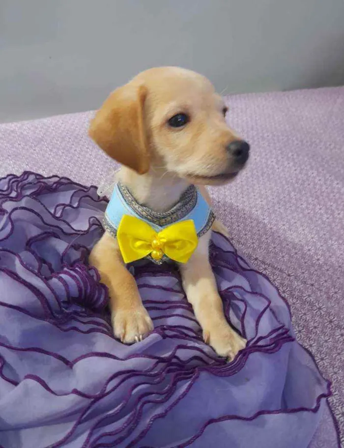 Cachorro raça Srd  idade Abaixo de 2 meses nome Nemo