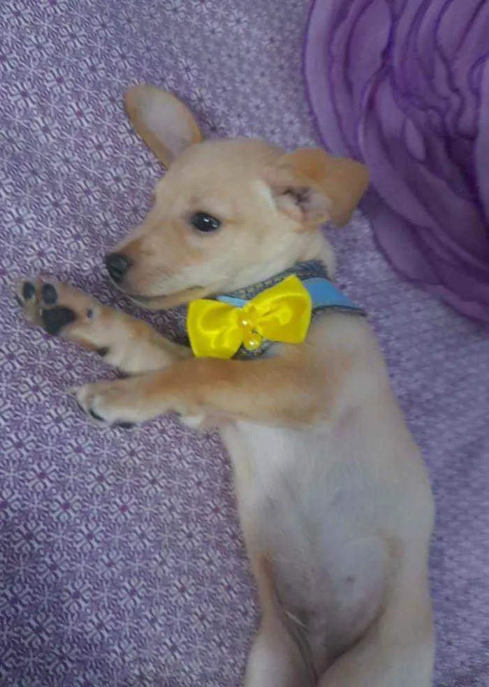 Cachorro raça Srd  idade Abaixo de 2 meses nome Nemo