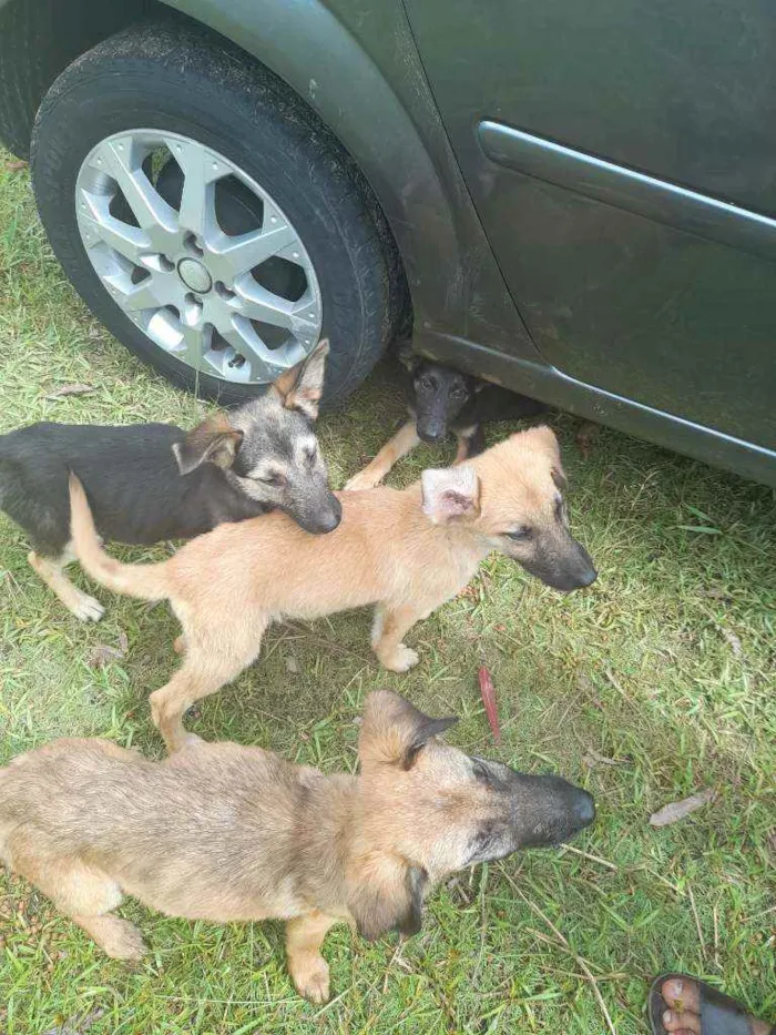 Cachorro raça Sem raça definida idade 2 a 6 meses nome Sem nome