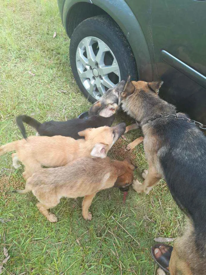 Cachorro raça Sem raça definida idade 2 a 6 meses nome Sem nome