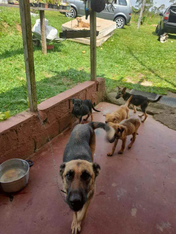 Cachorro raça Sem raça definida idade 2 a 6 meses nome Sem nome