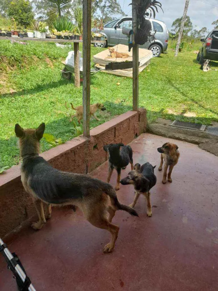 Cachorro raça Sem raça definida idade 2 a 6 meses nome Sem nome