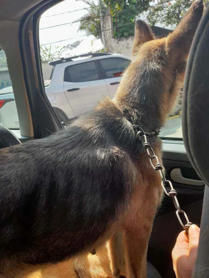 Cachorro raça Sem raça definida idade 2 a 6 meses nome Sem nome