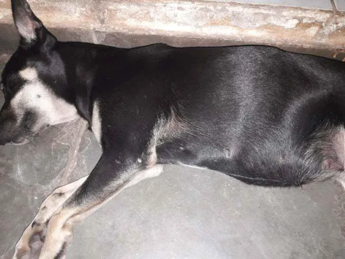 Cachorro ra a Vira-lata idade 1 ano nome Chloe