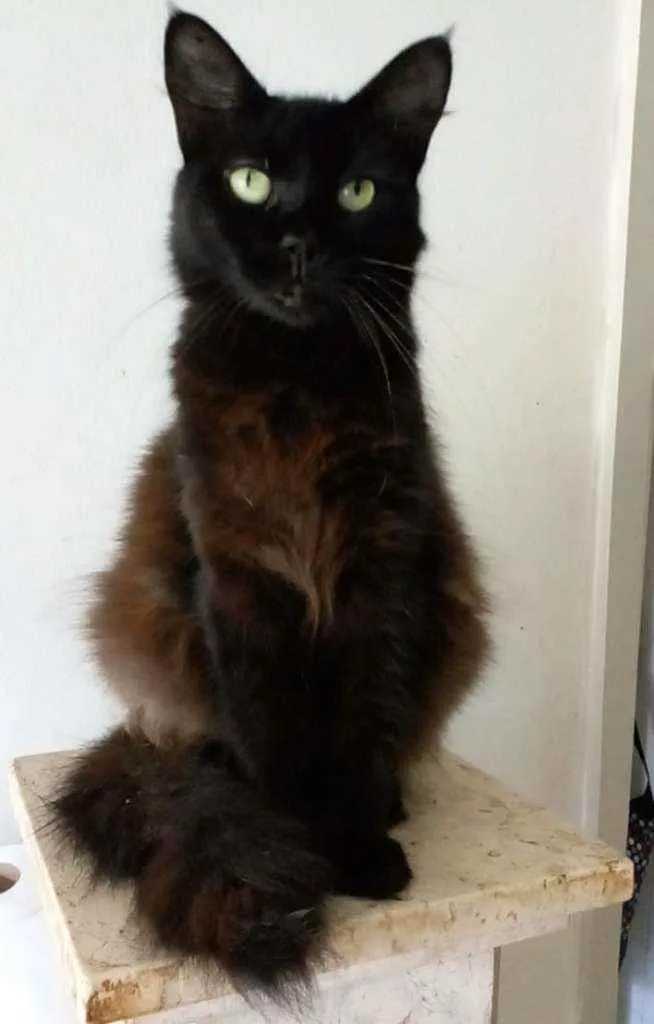 Gato ra a srd idade 1 ano nome RAYKA