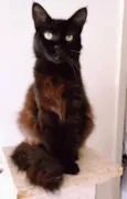 RAYKA