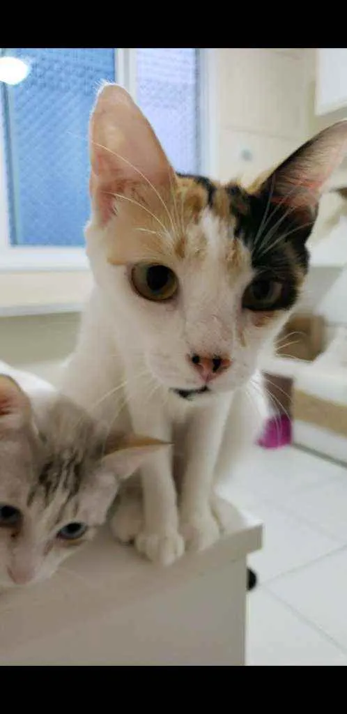 Gato ra a srd tricolor idade 7 a 11 meses nome CLARINHA