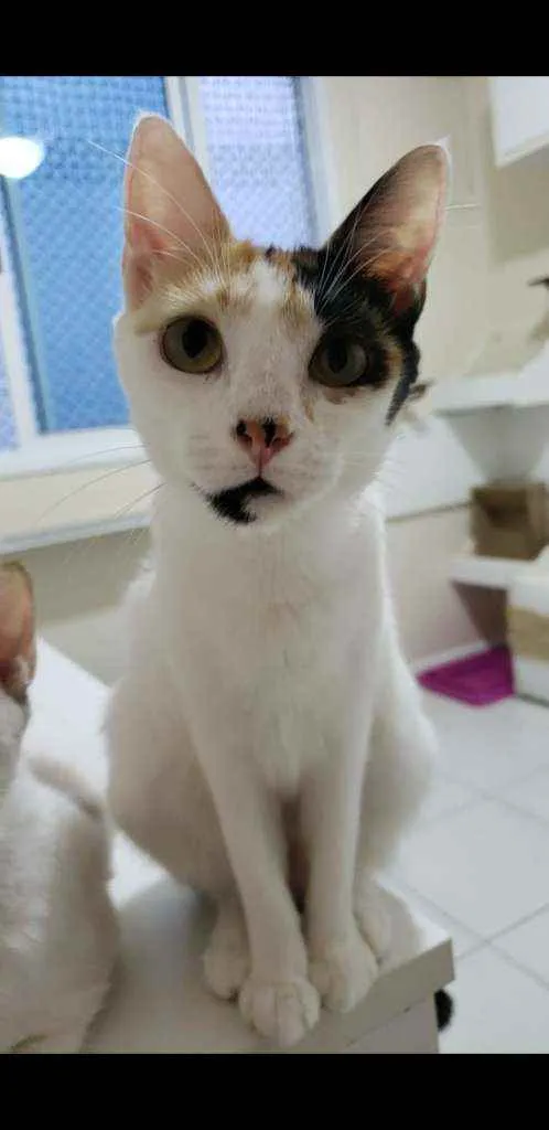 Gato ra a srd tricolor idade 7 a 11 meses nome CLARINHA