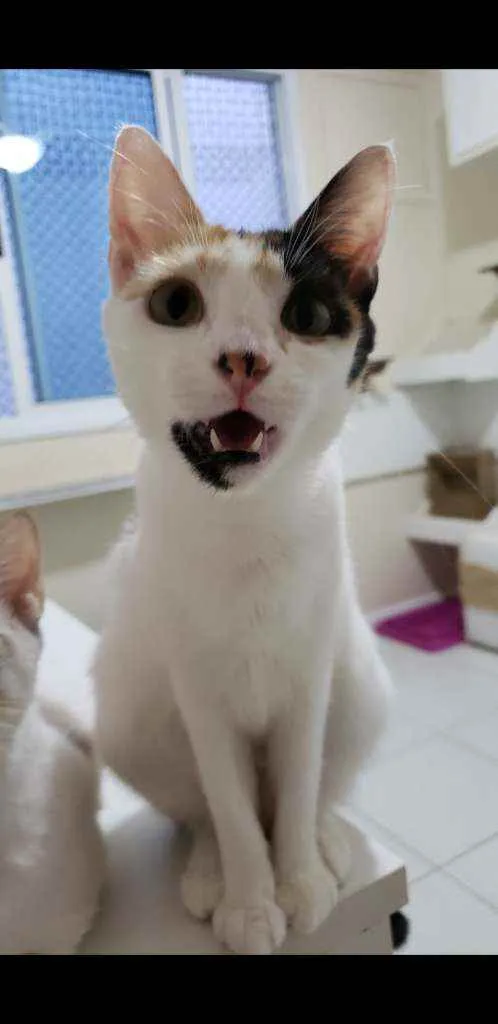 Gato ra a srd tricolor idade 7 a 11 meses nome CLARINHA