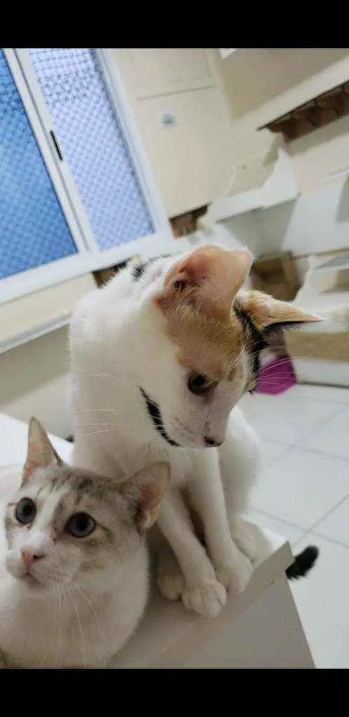 Gato ra a srd tricolor idade 7 a 11 meses nome CLARINHA