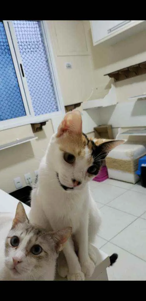 Gato ra a srd tricolor idade 7 a 11 meses nome CLARINHA