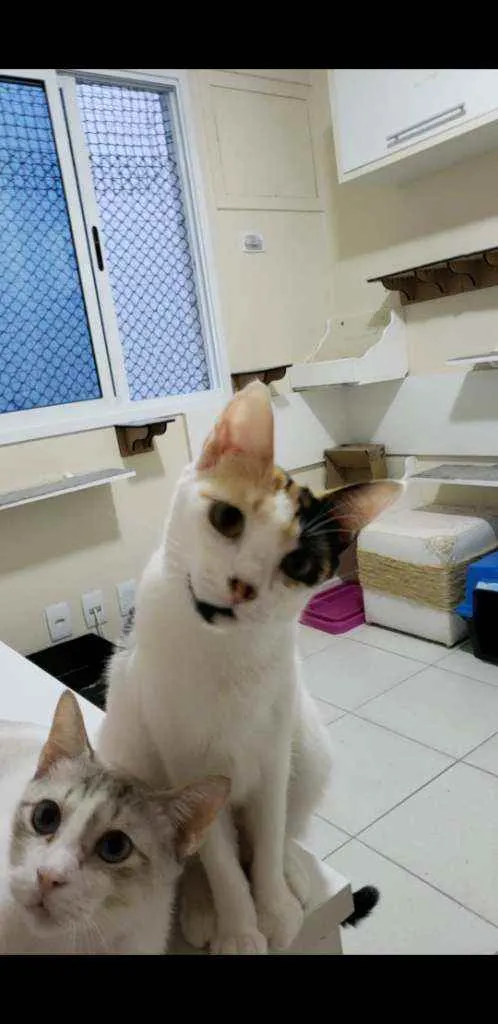 Gato ra a srd tricolor idade 7 a 11 meses nome CLARINHA