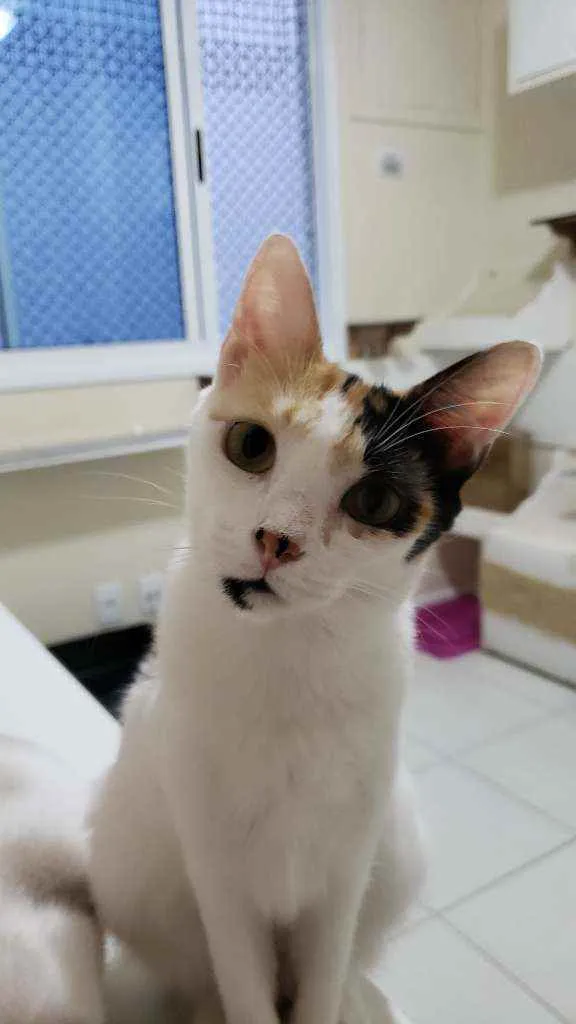 Gato ra a srd tricolor idade 7 a 11 meses nome CLARINHA
