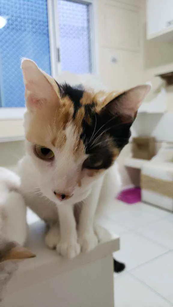 Gato ra a srd tricolor idade 7 a 11 meses nome CLARINHA