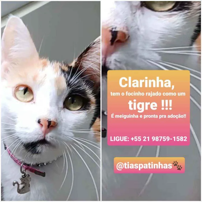 Gato ra a srd tricolor idade 7 a 11 meses nome CLARINHA