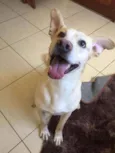 Dodô