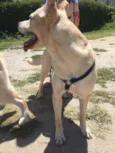 Dodô
