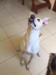 Dodô