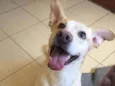 Dodô