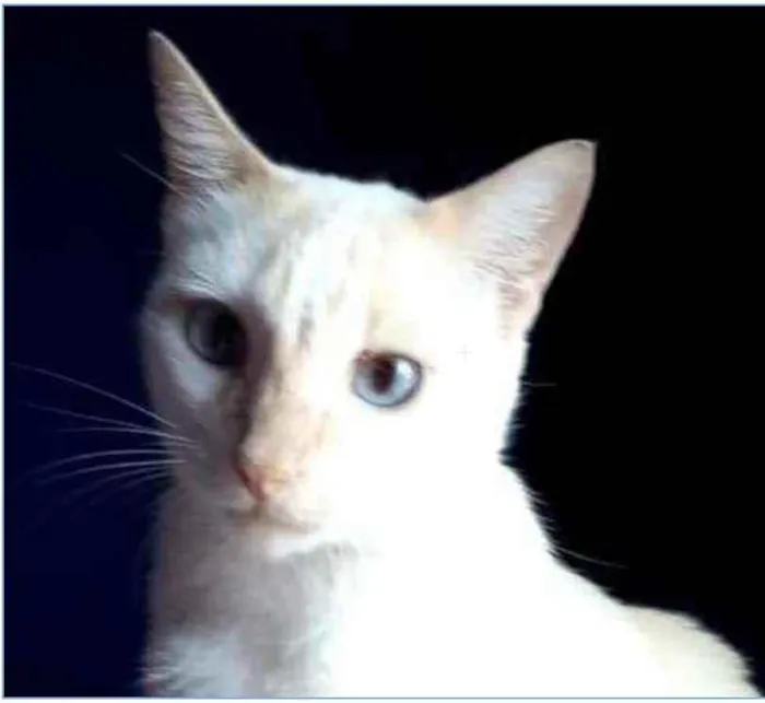 Gato ra a srd bicolor idade 1 ano nome PRÍNCIPE 