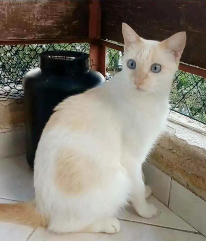 Gato ra a srd bicolor idade 1 ano nome PRÍNCIPE 