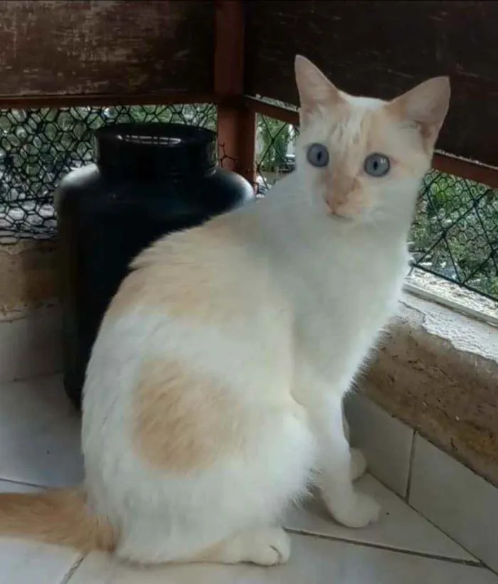 Gato ra a srd bicolor idade 1 ano nome PRÍNCIPE 