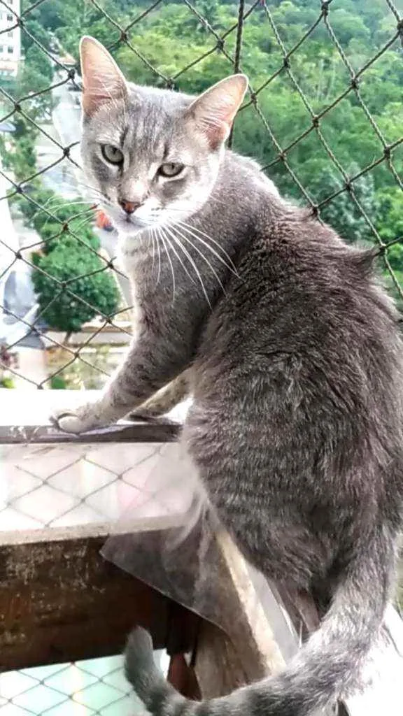 Gato ra a srd idade 7 a 11 meses nome BÓRIS