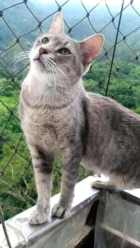 Gato ra a srd idade 7 a 11 meses nome BÓRIS