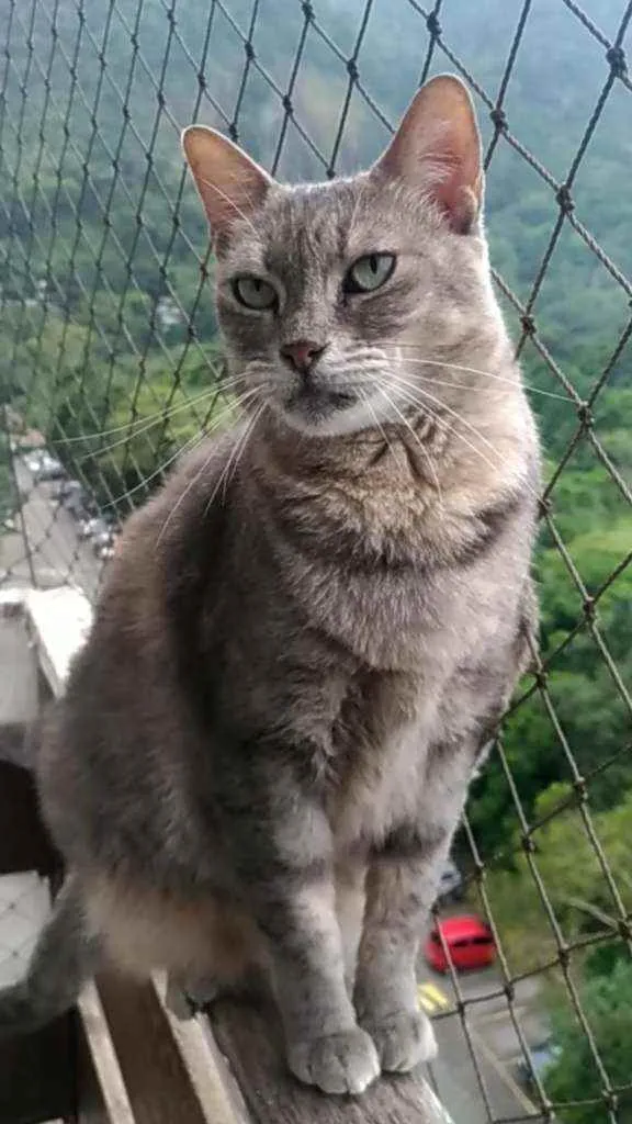 Gato ra a srd idade 7 a 11 meses nome BÓRIS