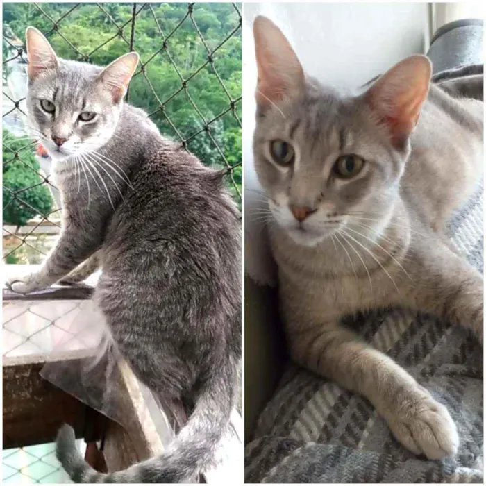 Gato ra a srd idade 7 a 11 meses nome BÓRIS