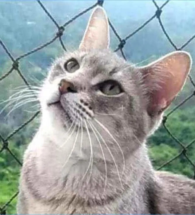 Gato ra a srd idade 7 a 11 meses nome BÓRIS