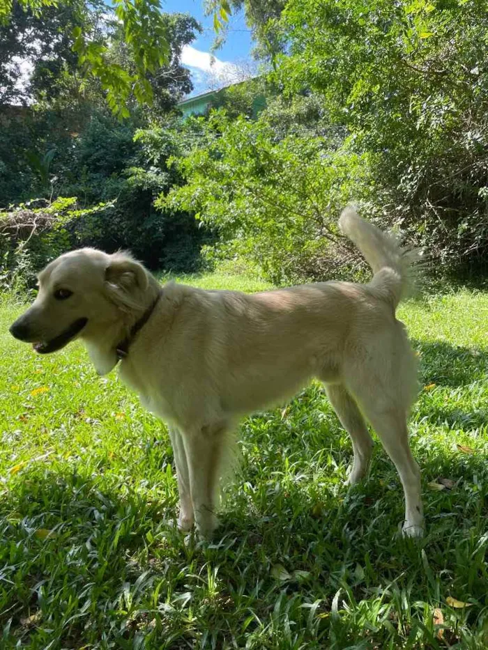 Cachorro ra a Golden Retriever idade 3 anos nome Loki