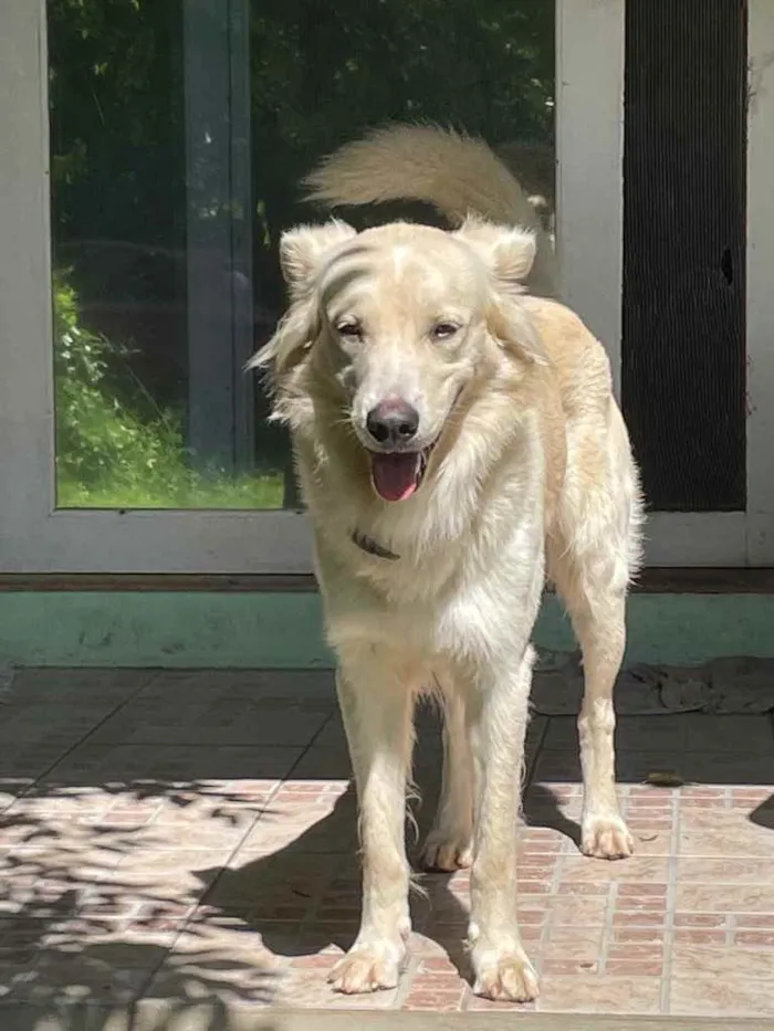 Cachorro ra a Golden Retriever idade 3 anos nome Loki