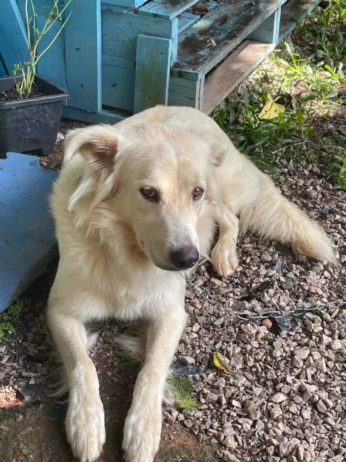 Cachorro ra a Golden Retriever idade 3 anos nome Loki