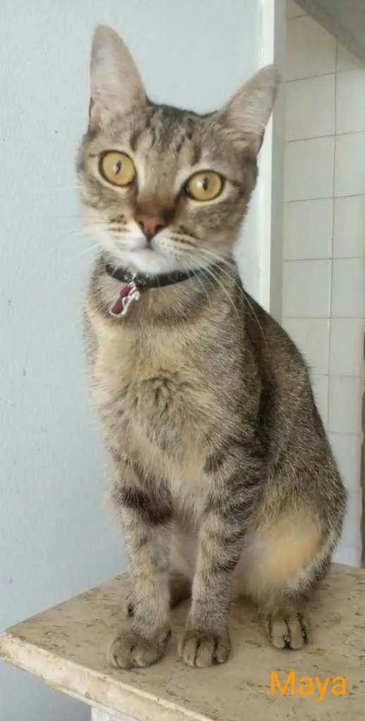 Gato ra a srd tricolor idade 1 ano nome M A Y A