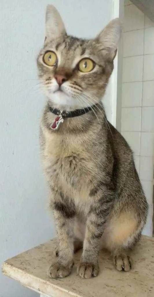 Gato ra a srd tricolor idade 1 ano nome M A Y A