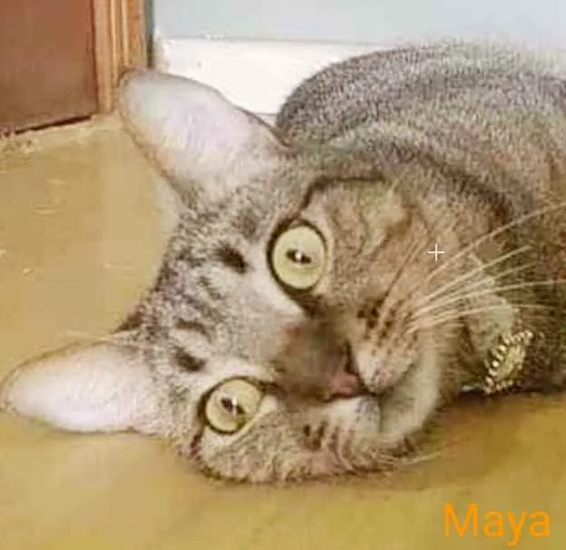 Gato ra a srd tricolor idade 1 ano nome M A Y A
