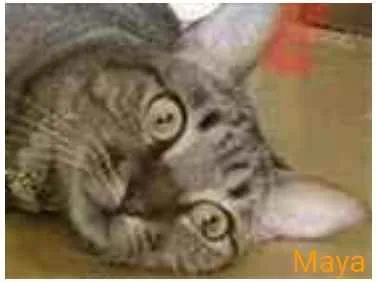 Gato ra a srd tricolor idade 1 ano nome M A Y A