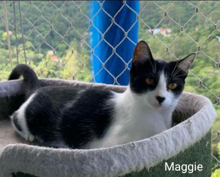 Gato ra a srd frajolinha  idade 1 ano nome M A G G I E