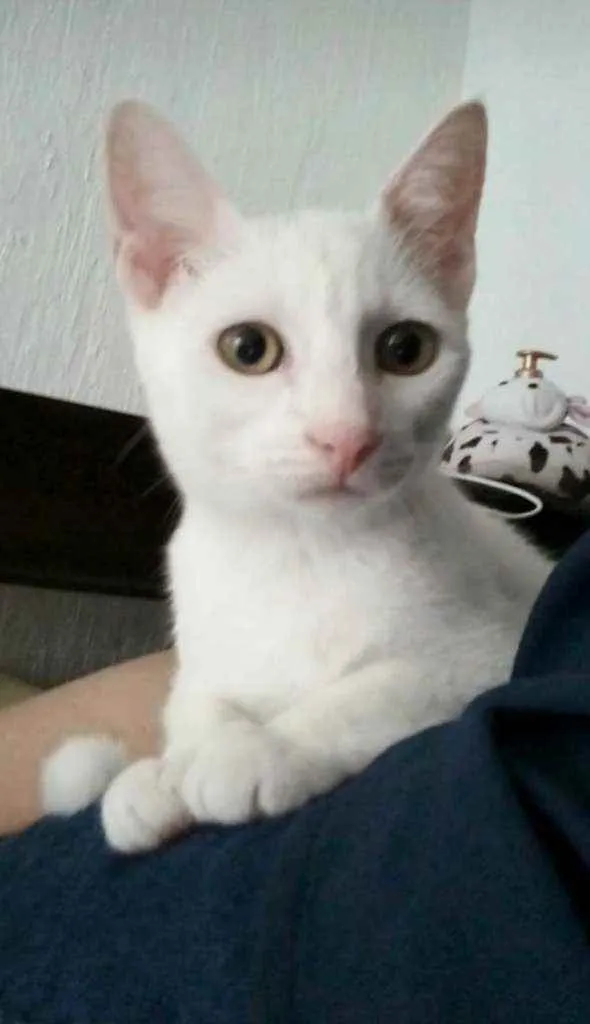 Gato ra a srd bicolor idade 2 a 6 meses nome V O Y A G E