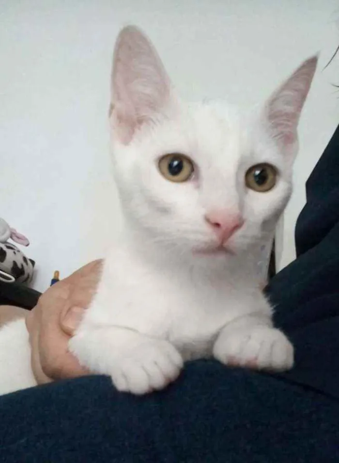 Gato ra a srd bicolor idade 2 a 6 meses nome V O Y A G E