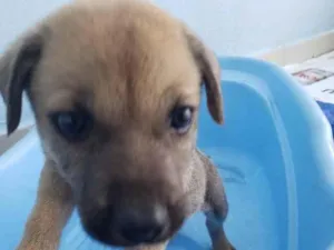 Cachorro raça srd idade Abaixo de 2 meses nome Nelson