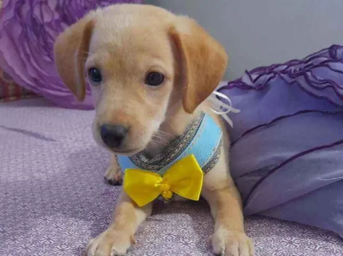Cachorro raça Srd  idade Abaixo de 2 meses nome Nemo