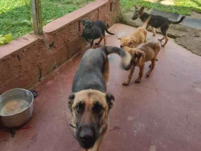 Cachorro raça Sem raça definida idade 2 a 6 meses nome Sem nome