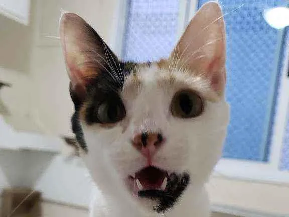 Gato ra a srd tricolor idade 7 a 11 meses nome CLARINHA